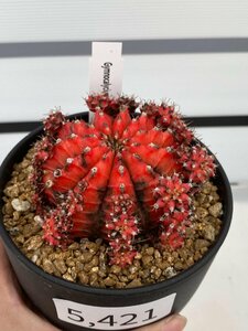 5421 「多肉植物I」ギムノカリキウム ミハノビッチ 植え【Gymnocalycium mihanovichii・美株】