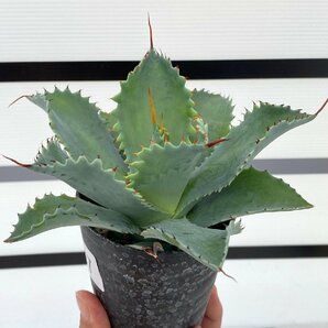 5057 「多肉植物」アガベ ポタトラム “スポーン” 【発根・リュウゼツラン・ Agave potatorum “spawn”・残り僅か】の画像5