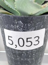 5053 「多肉植物」アガベ ポタトラム “スポーン” 【発根・リュウゼツラン・ Agave potatorum “spawn”・残り僅か】_画像2