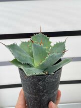 5050 「多肉植物」アガベ ポタトラム “スポーン” 【発根・リュウゼツラン・ Agave potatorum “spawn”・残り僅か】_画像2