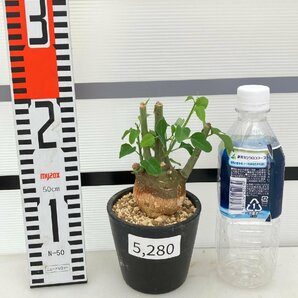 5280 「塊根植物」アデニア スピノーサ 植え【発根未確認・Adenia spinosa・多肉植物・丸株・美株】の画像7