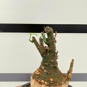 5282 「塊根植物」アデニア スピノーサ 植え【発根未確認・Adenia spinosa・多肉植物・丸株・美株】の画像1