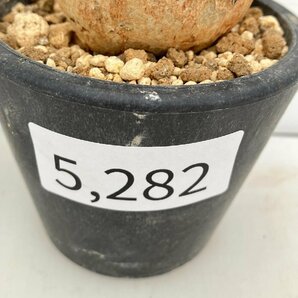 5282 「塊根植物」アデニア スピノーサ 植え【発根未確認・Adenia spinosa・多肉植物・丸株・美株】の画像6