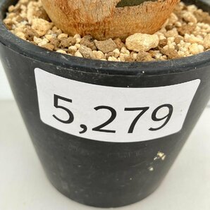 5279 「塊根植物」アデニア スピノーサ 植え【発根未確認・Adenia spinosa・多肉植物・丸株・美株】の画像5