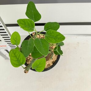 5281 「塊根植物」アデニア スピノーサ 植え【発根未確認・Adenia spinosa・多肉植物・丸株・美株】の画像5