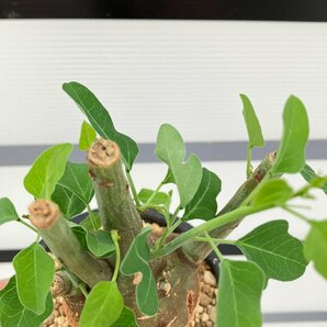 5280 「塊根植物」アデニア スピノーサ 植え【発根未確認・Adenia spinosa・多肉植物・丸株・美株】の画像4