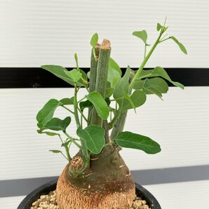5280 「塊根植物」アデニア スピノーサ 植え【発根未確認・Adenia spinosa・多肉植物・丸株・美株】の画像5