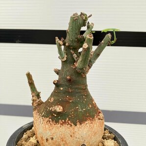 5282 「塊根植物」アデニア スピノーサ 植え【発根未確認・Adenia spinosa・多肉植物・丸株・美株】の画像2
