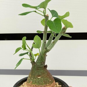 5281 「塊根植物」アデニア スピノーサ 植え【発根未確認・Adenia spinosa・多肉植物・丸株・美株】の画像2
