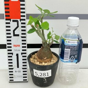 5281 「塊根植物」アデニア スピノーサ 植え【発根未確認・Adenia spinosa・多肉植物・丸株・美株】の画像6