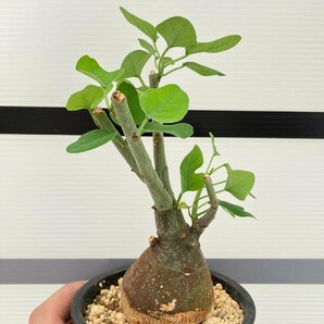 5281 「塊根植物」アデニア スピノーサ 植え【発根未確認・Adenia spinosa・多肉植物・丸株・美株】の画像1