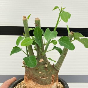 5280 「塊根植物」アデニア スピノーサ 植え【発根未確認・Adenia spinosa・多肉植物・丸株・美株】の画像1