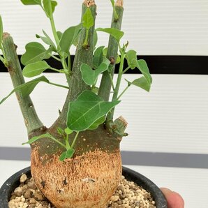 5280 「塊根植物」アデニア スピノーサ 植え【発根未確認・Adenia spinosa・多肉植物・丸株・美株】の画像2