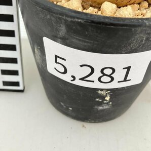 5281 「塊根植物」アデニア スピノーサ 植え【発根未確認・Adenia spinosa・多肉植物・丸株・美株】の画像7