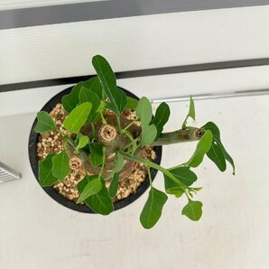 5280 「塊根植物」アデニア スピノーサ 植え【発根未確認・Adenia spinosa・多肉植物・丸株・美株】の画像8