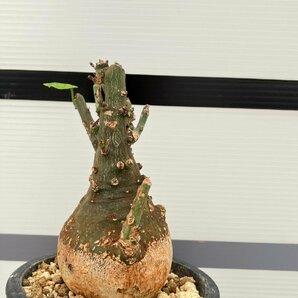 5282 「塊根植物」アデニア スピノーサ 植え【発根未確認・Adenia spinosa・多肉植物・丸株・美株】の画像3