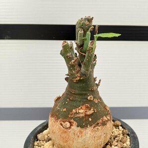 5282 「塊根植物」アデニア スピノーサ 植え【発根未確認・Adenia spinosa・多肉植物・丸株・美株】の画像8