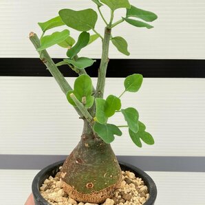 5281 「塊根植物」アデニア スピノーサ 植え【発根未確認・Adenia spinosa・多肉植物・丸株・美株】の画像3