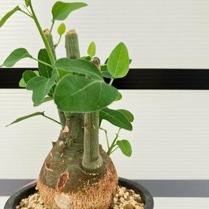 5280 「塊根植物」アデニア スピノーサ 植え【発根未確認・Adenia spinosa・多肉植物・丸株・美株】の画像3