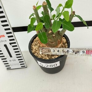 5280 「塊根植物」アデニア スピノーサ 植え【発根未確認・Adenia spinosa・多肉植物・丸株・美株】の画像9