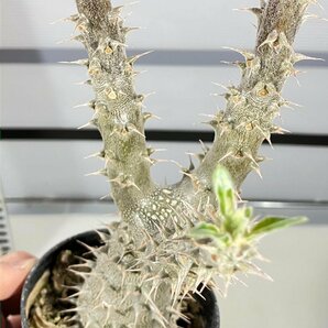6679 「実生」パキポディウム マカイエンセ 植え【種から発芽！・発根・Pachypodium makayense・塊根植物】の画像8