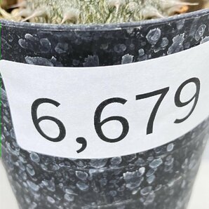 6679 「実生」パキポディウム マカイエンセ 植え【種から発芽！・発根・Pachypodium makayense・塊根植物】の画像7