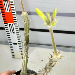 6681 「実生」パキポディウム マカイエンセ 植え【種から発芽！・発根・Pachypodium makayense・塊根植物】の画像9