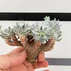 6643 「多肉植物」ダドレア グノマ 抜き苗【最新到着・塊根植物・美株・Dudleya gnoma・検）グリーニー】の画像3