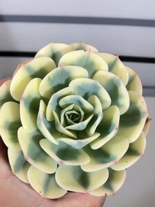 6746 「多肉植物」エケベリア ルノーディーン　植え【発根・美株・ Echeveria 'Lenore Dean'】