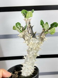 6667 「実生」パキポディウム 波葉 札落ち株【大株・発根・Pachypodium・花、葉落ちします】