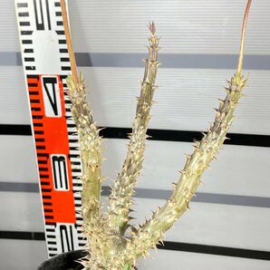 6678 「実生」パキポディウム マカイエンセ 植え【種から発芽！・発根・Pachypodium makayense・塊根植物】の画像3