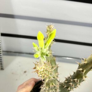 6683 「実生」パキポディウム マカイエンセ 植え【種から発芽！・発根・Pachypodium makayense・塊根植物】の画像4