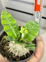 6677 「実生」パキポディウム 波葉 札落ち株【大株・発根・Pachypodium・花、葉落ちします】_画像3