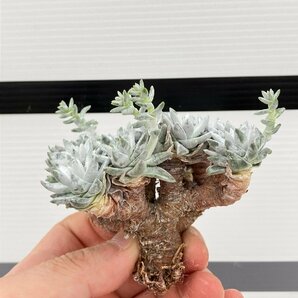 6643 「多肉植物」ダドレア グノマ 抜き苗【最新到着・塊根植物・美株・Dudleya gnoma・検）グリーニー】の画像10