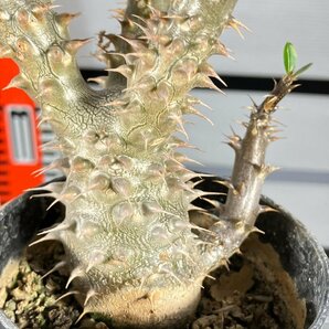 6678 「実生」パキポディウム マカイエンセ 植え【種から発芽！・発根・Pachypodium makayense・塊根植物】の画像2