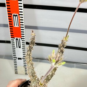 6678 「実生」パキポディウム マカイエンセ 植え【種から発芽！・発根・Pachypodium makayense・塊根植物】の画像9