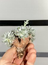 6654 「多肉植物」ダドレア グノマ 抜き苗【最新到着・塊根植物・美株・Dudleya gnoma・検）グリーニー】_画像3