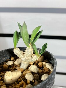 6699 「実生」ユーフォルビア スザンナエ マルニエラエ 植え【発根・Euphorbia suzannae-marnierae・実生】