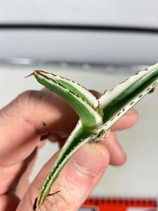 6794 「激レア高級品種」アガベ 氷山 　抜き苗【ササノユキ笹の雪・ Agave victoriae-reginae 'Hyouzan'】