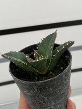 8057 「激レア高級品種」アガベ チタノタ 白鯨 植え【発根・Agave Titanota White Whale・】_画像3