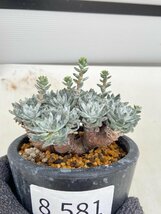 8581 「多肉植物」ダドレア グノマ 植え【発根未確認・・塊根植物・美株・Dudleya gnoma・検）グリーニー】_画像1