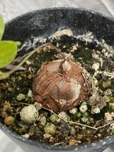 9289 「塊根植物」実生 4株セット【アフリカ亀甲竜・センナ・恵比寿笑い・パキプス・購入でパキプス種子プレゼント】_画像6