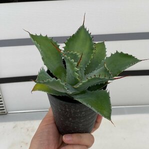 8070 「多肉植物」アガベ ポタトラム “スポーン” 【発根・リュウゼツラン・ Agave potatorum “spawn”・残り僅か】の画像4