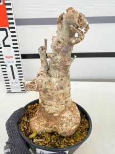 8821 「塊根植物」フォッケア　ムルチフローラ【発根未確認・Fockea multiflora・多肉植物】