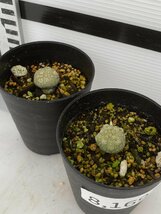 8169 「多肉植物」プセウドリトス ミギウルティヌス 2株セット【発根・Pseudolithos migiurtinus】_画像1