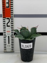 8069 「多肉植物」アガベ ポタトラム “スポーン” 【発根・リュウゼツラン・ Agave potatorum “spawn”・残り僅か】_画像6