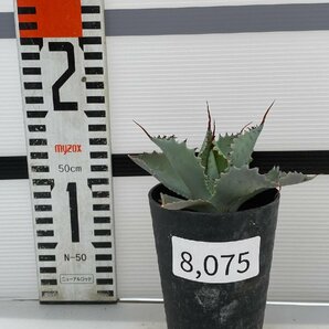 8075 「多肉植物」アガベ ポタトラム “スポーン” 【発根・リュウゼツラン・ Agave potatorum “spawn”・残り僅か】の画像6