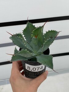 8074 「多肉植物」アガベ ポタトラム “スポーン” 【発根・リュウゼツラン・ Agave potatorum “spawn”・残り僅か】