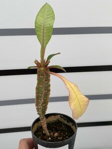 8135 「実生」ユーフォルビア レウコネウラ【種から発芽・白条キリン・Euphorbia leuconeura】