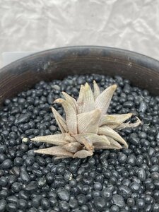 9306 「エアプランツ」tillandsia latifolia × peiranoi 抜き苗【・希少・美株・チランジア】